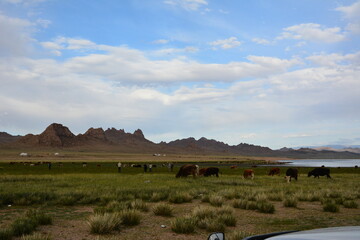 Mongolian double humped Bactrian Camels grazing in the pasture in Western Mongolia
