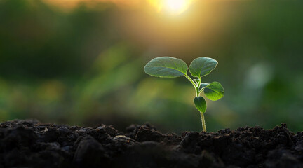 A small plant is growing in the dirt