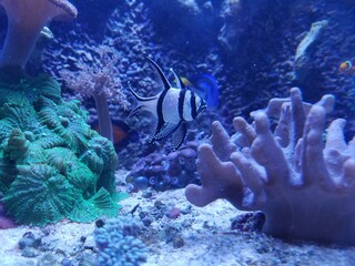 Petite aquarium récifal