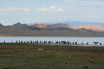 Beauty of the mountains, lakes, rivers and livestock in Western Mongolia