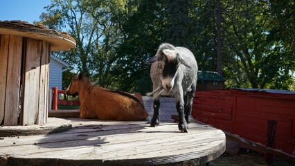 Goat Relaxing on a Wooden Platform in Farmyard