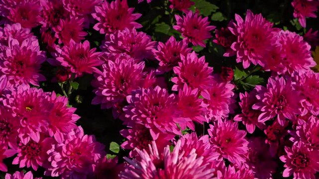 Beautiful Chrysanthemum Dante flowers blooming in the garden
