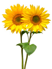 Obraz premium Two sunflowers in bouquet isolated on white background. Sun symbol. Flowers yellow, agriculture. Seeds and oil. Flat lay, top view. Bio. Eco. Creative