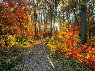 Autumn forest path. Orange color trees, red brown leaves in fall park. Autumn forest on a sunny day. Orange fall leaves in park, autumn natural background. Autumn nature landscape.