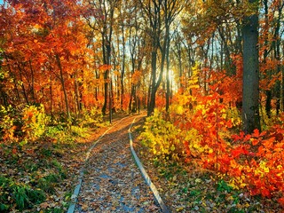 Autumn forest path. Orange color trees, red brown leaves in fall park. Autumn forest on a sunny day. Orange fall leaves in park, autumn natural background. Autumn nature landscape.