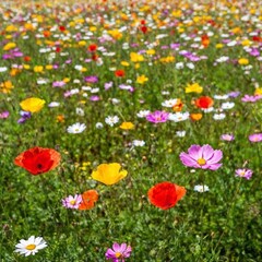 beautiful flowers in the garden