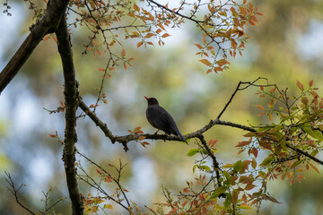 The Indian blackbird is a member of the thrush family Turdidae. It is found only in India and Sri Lanka.