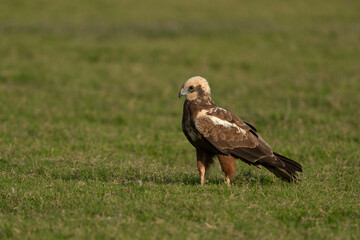 The western marsh harrier is a large harrier, a bird of prey from temperate and subtropical western Eurasia and adjacent Africa. It is also known as the Eurasian marsh harrier.