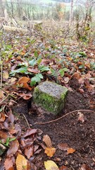 Forest and wood marker stone in the fall foliage