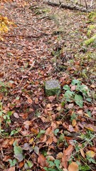 Forest and wood marker stone in the fall foliage