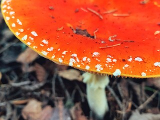 Autumn background. Amanita muscaria mushroom in autumn forest. harvest fungi concept. Fly agaric,...