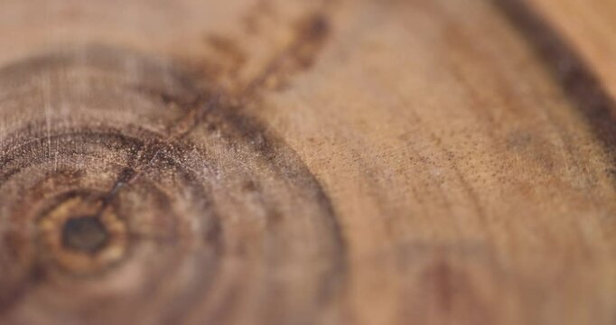 processed and polished walnut surface with annual rings, part of a wooden board made of walnut wood