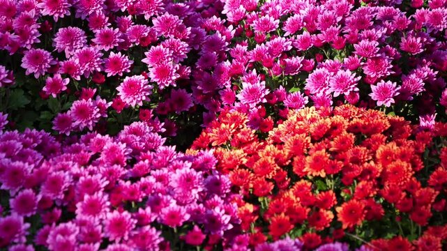 Beautiful Chrysanthemum Dante flowers blooming in the garden