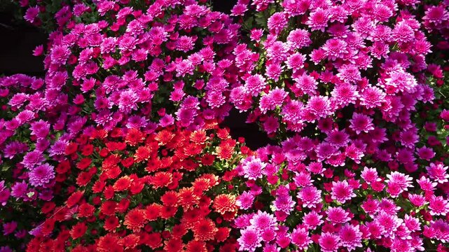 Beautiful Chrysanthemum Dante flowers blooming in the garden