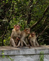 The bonnet macaque, also known as zati, is a species of macaque endemic to southern India. Its distribution is limited by the Indian Ocean on three sides and the Godavari and Tapti River.