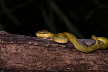 Trimeresurus stejnegeri is a species of venomous pit viper endemic to Asia. Two subspecies are currently recognized, including the nominate subspecies described here.