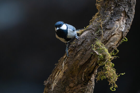 The cinereous tit is a species of bird in the tit family Paridae. This species is made up of several populations that were earlier treated as subspecies of the great tit. 