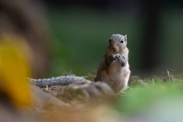 The Indian palm squirrel or three-striped palm squirrel is a species of rodent in the family Sciuridae found naturally in India and Sri Lanka.