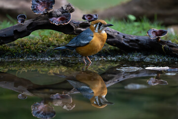 Brightly-colored ground-dwelling thrush. Bright orange head, breast, and belly are unmistakable. Hops about foraging in the leaf litter in forested areas, often in wet gullies and ravines.