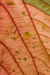 Fototapeta premium Colorful leaf of Acalypha wilkesiana, copperleaf plant 