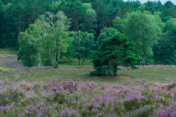 Kwitnące wrzosowisko