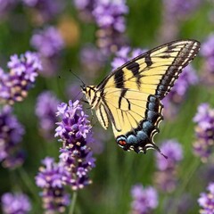 Fototapeta premium A close-up photo of a swallowtail butterfly feeding on a blooming lavender flower, deep focus on the fine details of its antennae and wing veins, eye-level shot showing the butterfly's delicate probos