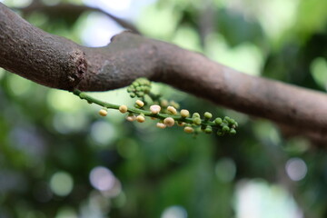 New duku fruit flowers bloom