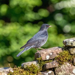 Obraz premium Birds perched on a stone wall in a countryside garden