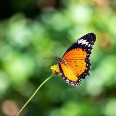 Naklejka premium A macro photo of a butterfly in mid-flight, soft focus rendering the background into a soft, colorful blur, low angle shot capturing the upward motion and the fine details of its underwings and body