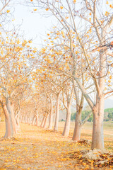 Fototapeta premium Yellow cotton flowers or Cochlospermum regium at Singha Park,Silk Cotton flowers in Chiang Rai,thailand,flower garden concept,copy space.