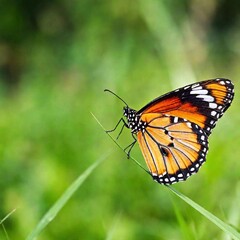 Obraz premium A macro photo of a butterfly resting on a blade of grass, soft focus blurring the background to a wash of green hues, low angle shot from beneath the grass level, giving the butterfly an almost toweri