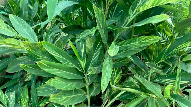 Alpinia zerumbet, commonly known as shell ginger plants growing in large clay pots