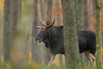  Łoś (Alces alces) moose © Bartosz Rakoczy