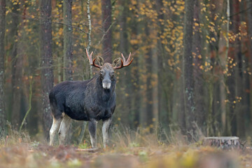  Łoś (Alces alces) moose © Bartosz Rakoczy