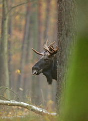  Łoś (Alces alces) moose © Bartosz Rakoczy