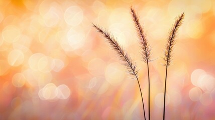 Obraz premium Dreamy Soft Pink Gold Gentle Radiance with Bokeh Effect and Silhouetted Grass Stems for a Serene Nature Background