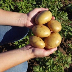 A high-resolution ultrarealistic image captures a pair of hands holding four freshly dug potatoes. The digital photograph details the earthy, textured surface of the potatoes, accentuated by remnants 