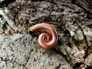 Trigoniulus corallinus, sometimes called the rusty millipede. Beautiful on the stone, curls up when encounters enemy.