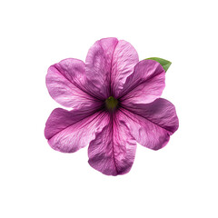 Vibrant Pink Petunia Blossom Isolated on Black Background