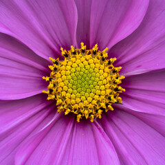 Close-up of a vibrant purple flower with a detailed yellow center