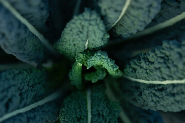 Closeup of a Lacinato Kale
