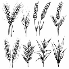 Rustic Wheat Bread Ears Cereal Crop Engraving Set