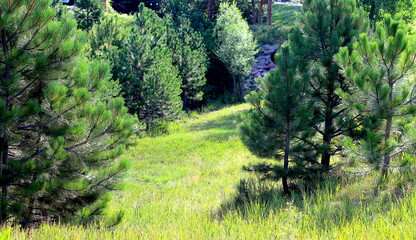 Lush Green Grassy Sunlit Field Surrounded by Pine Trees