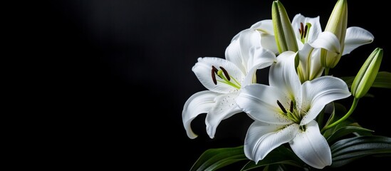 Close-up bunch white lilies black background are full A banner © Panuwat