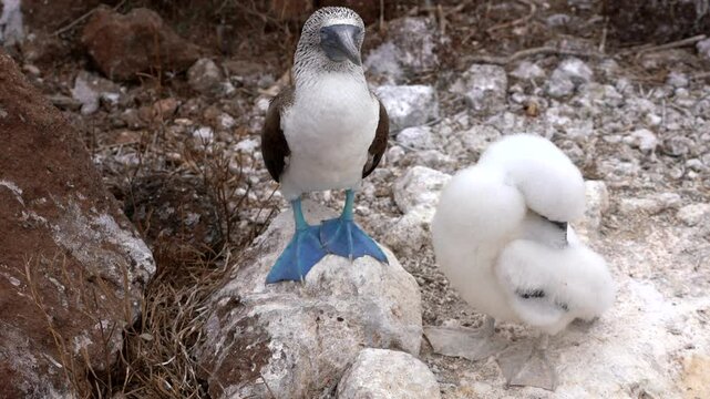 Blue footed booby preening on a rock while its chick sits nearby in the galapagos islands showcases wildlife behavior