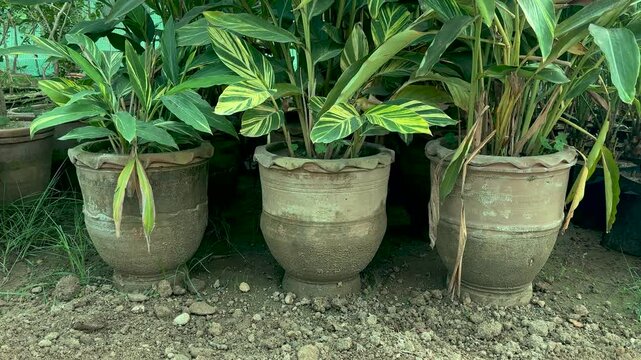 Alpinia zerumbet ornamental plants in large clay pots