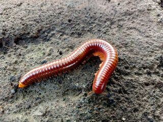 Trigoniulus corallinus, sometimes called the rusty millipede. Beautiful on the stone, curls up when...