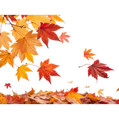 Fototapeta premium Colorful Autumn Leaves Falling isolate on transparent background cutout, PNG file, Cutout file