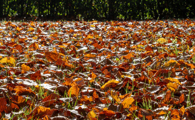 Autumn and fall image of golden brown leaves in early morning sunlight. Selective focus on the...