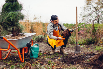 Gardener planting trees in autumnal garden using wheelbarrow, shovel and watering can. Seasonal works in fall garden.